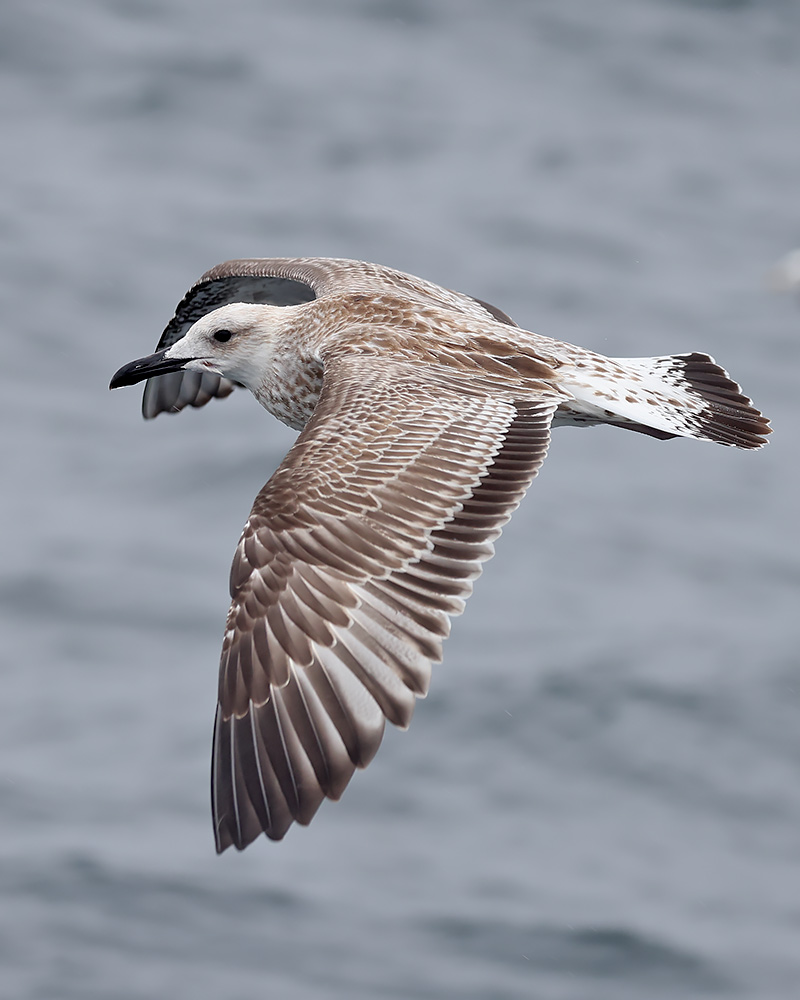 Caspian gull